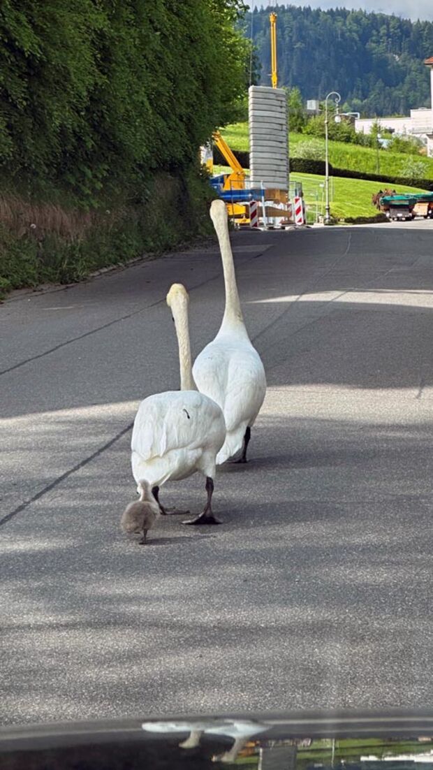 Zwei Schwäne laufen über eine Straße vor einer Baustelle