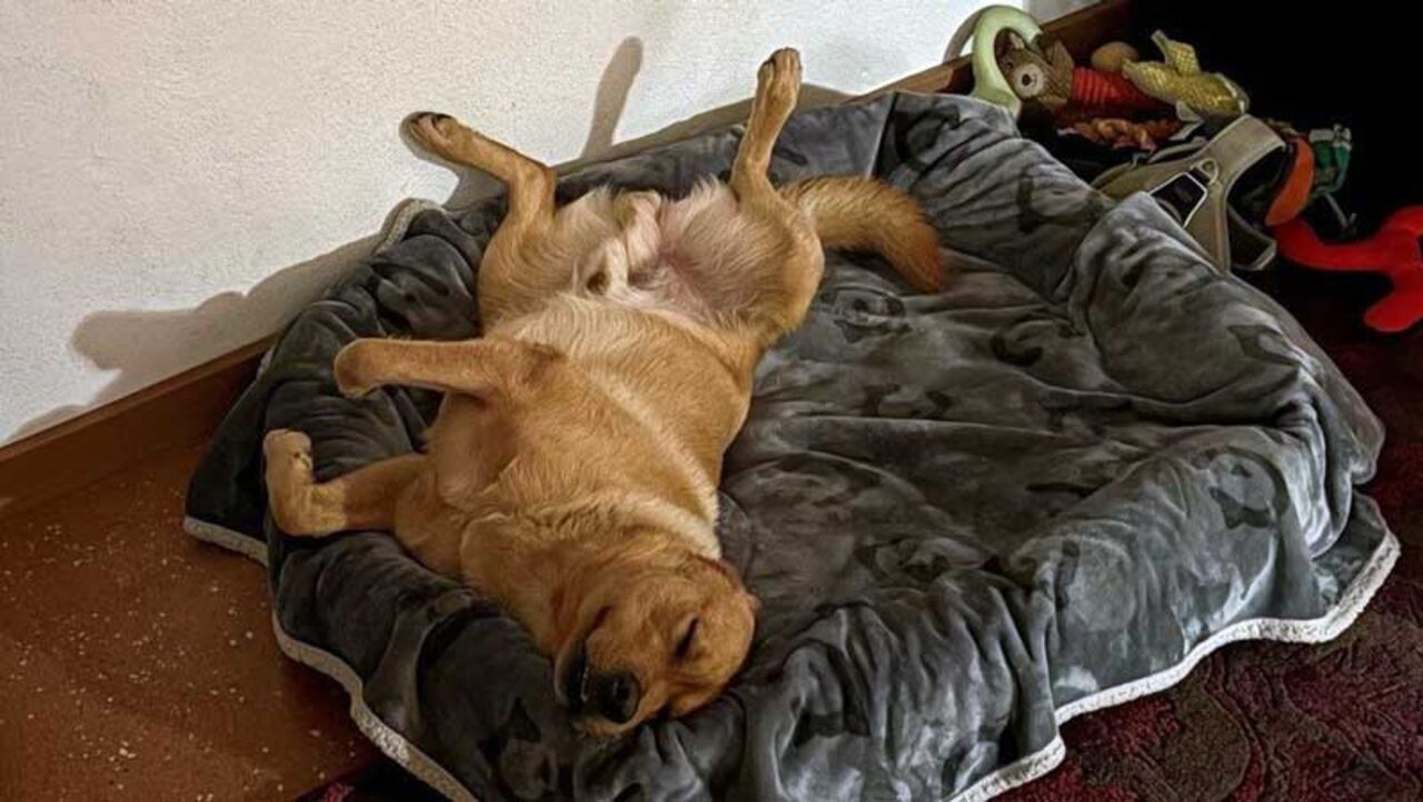 Bürohund Pepe schläft entspannt auf einer Decke