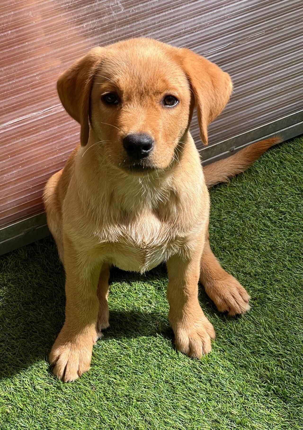 Labrador-Welpe Pepe sitzt auf einer Rasenfläche